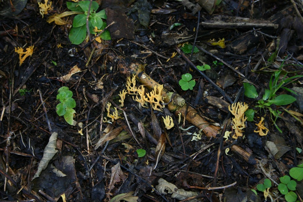 da determinare (Ramariopsis crocea)